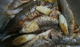 蚝油小鱼爆料视频教程大全,视频教程大全解析